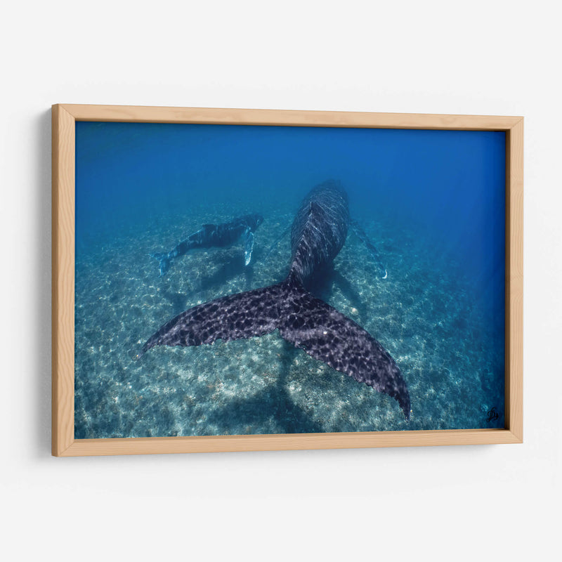 Ballenas jorobadas madre y cria sobre el arrecife - Dominic Underwater | Cuadro decorativo de Canvas Lab