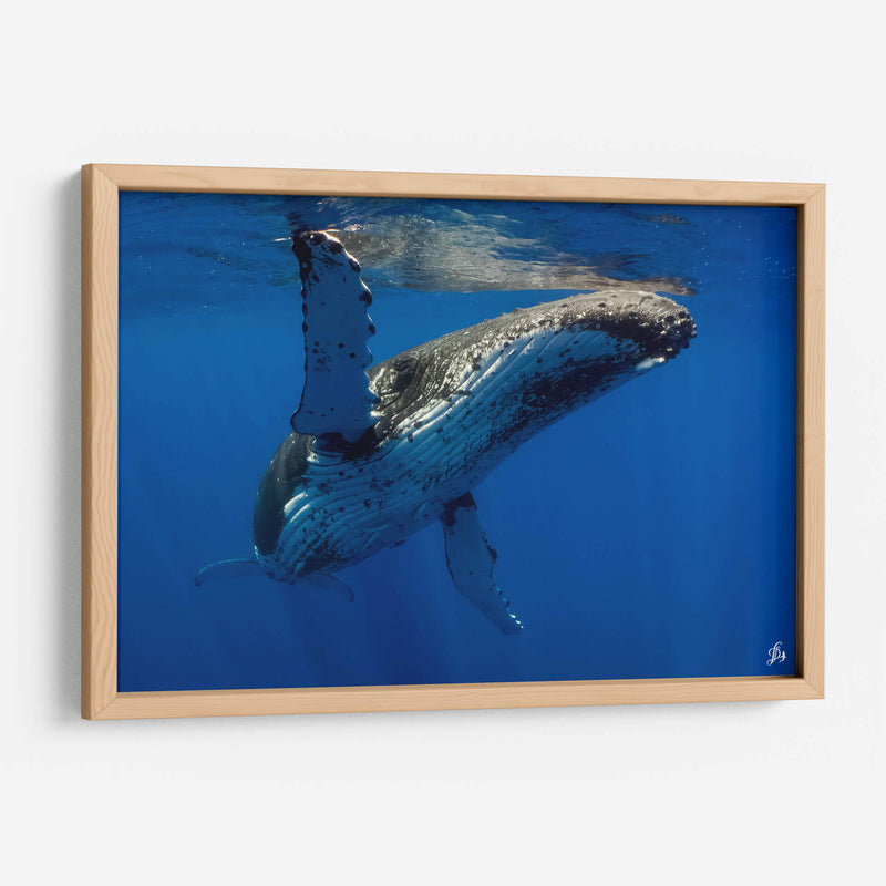 Aleta en el sol - Dominic Underwater | Cuadro decorativo de Canvas Lab