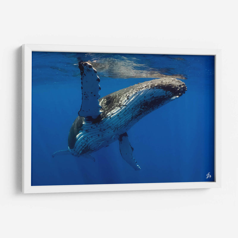 Aleta en el sol - Dominic Underwater | Cuadro decorativo de Canvas Lab