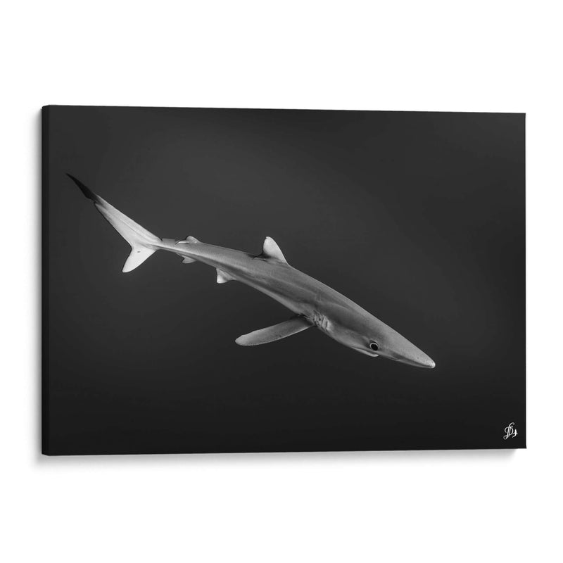 Tiburon azul en blanco y negro - Dominic Underwater | Cuadro decorativo de Canvas Lab