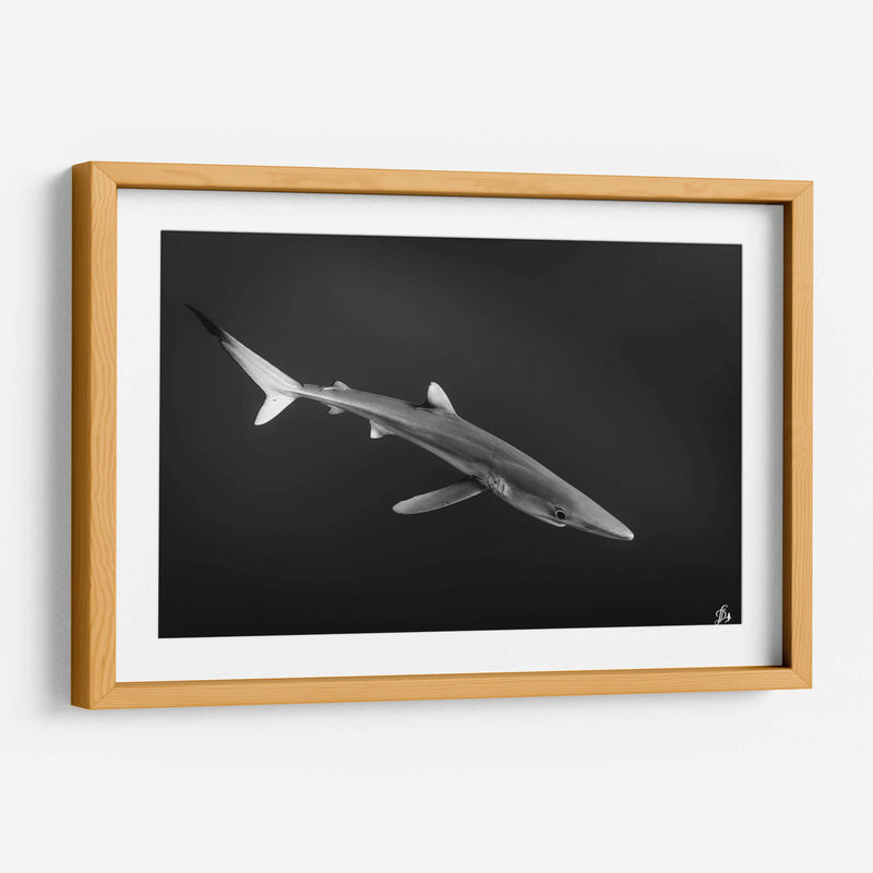 Tiburon azul en blanco y negro - Dominic Underwater | Cuadro decorativo de Canvas Lab