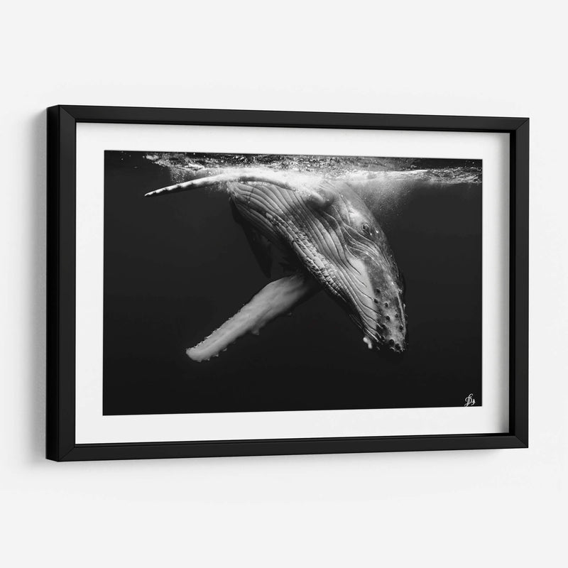 Cria de ballena jorobada en blanco y negro - Dominic Underwater | Cuadro decorativo de Canvas Lab