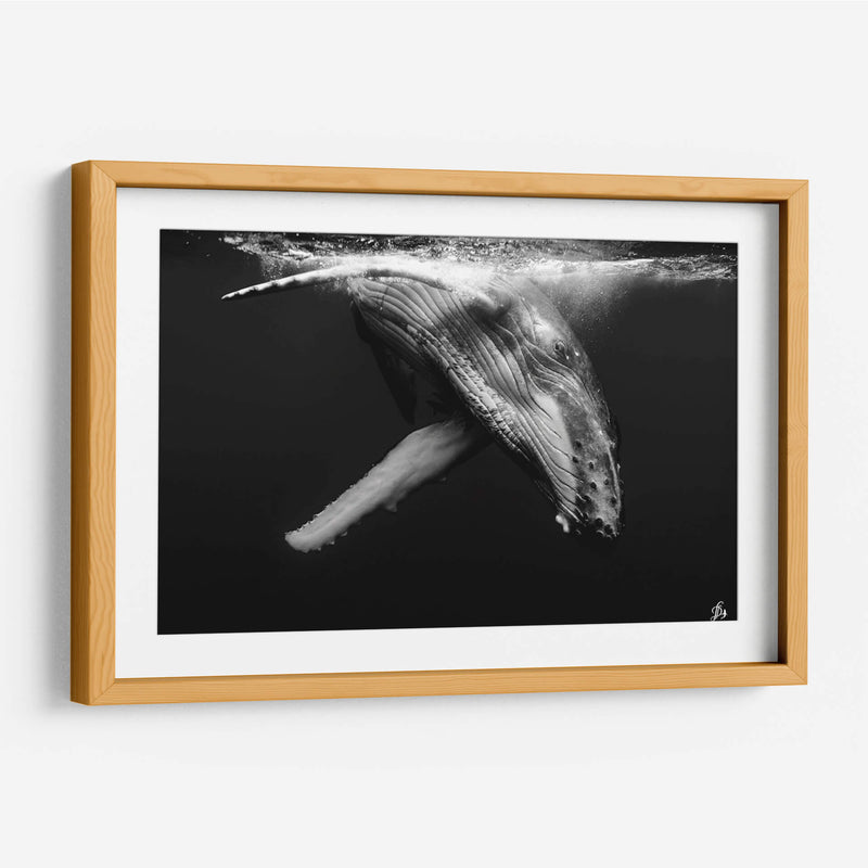 Cria de ballena jorobada en blanco y negro - Dominic Underwater | Cuadro decorativo de Canvas Lab