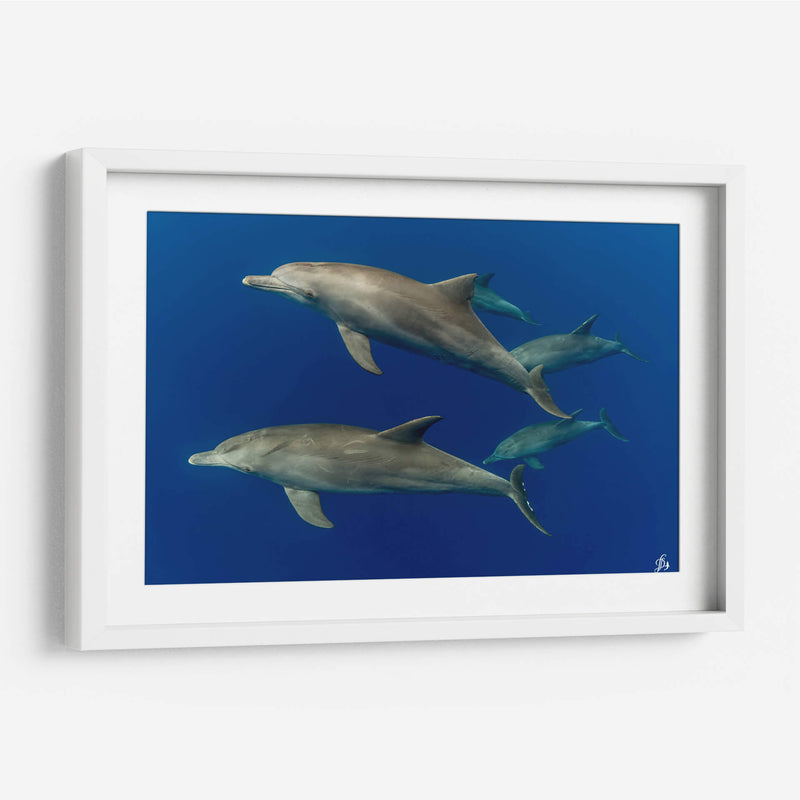 Familia de delfines nariz de botella - Dominic Underwater | Cuadro decorativo de Canvas Lab