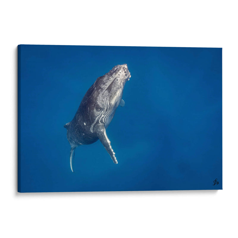 Cria de ballena jorobada subiendo a la superficie - Dominic Underwater | Cuadro decorativo de Canvas Lab