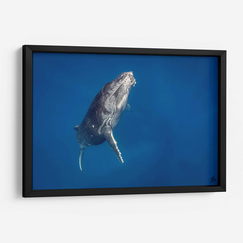 Cria de ballena jorobada subiendo a la superficie - Dominic Underwater | Cuadro decorativo de Canvas Lab