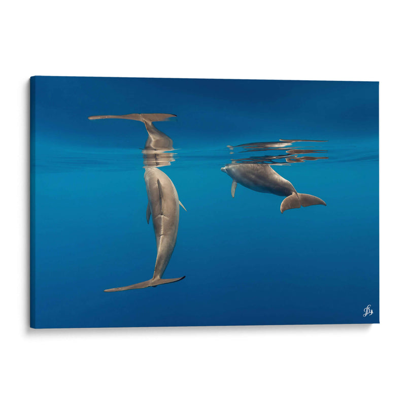 Pareja de delfines de nariz de botella - Dominic Underwater | Cuadro decorativo de Canvas Lab