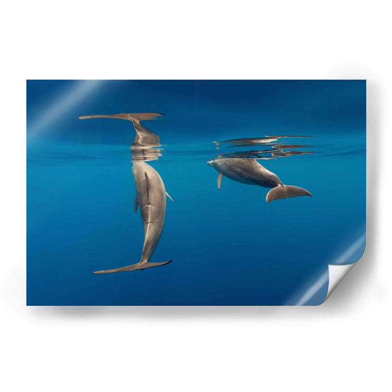 Pareja de delfines de nariz de botella - Dominic Underwater | Cuadro decorativo de Canvas Lab