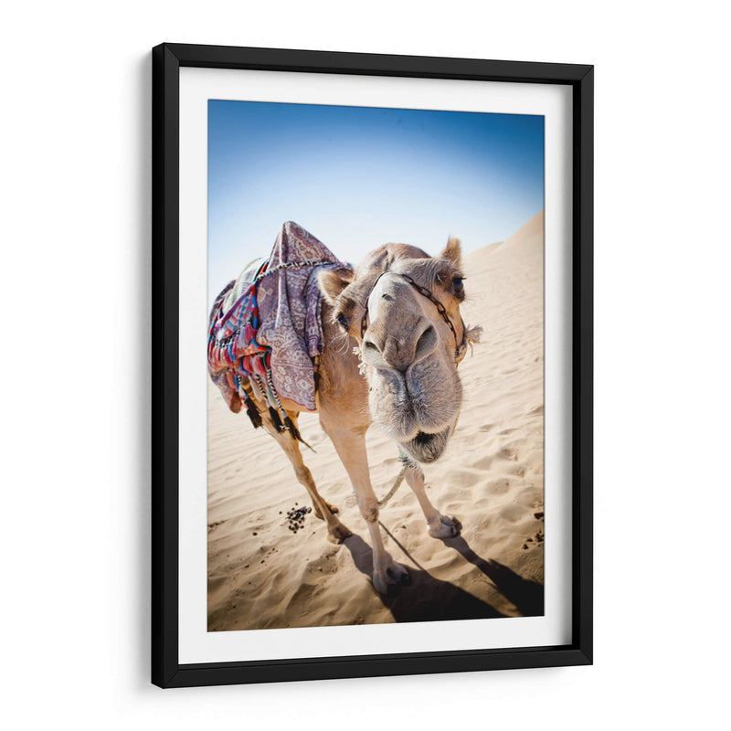 Hola camello | Cuadro decorativo de Canvas Lab