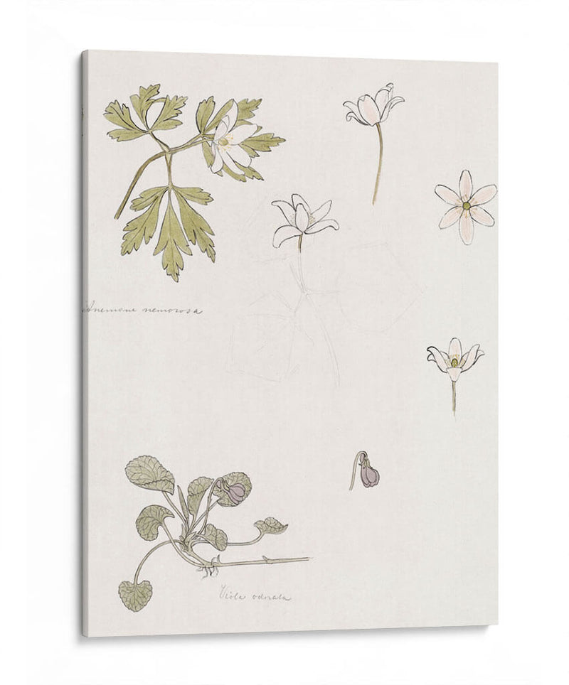 Bocetos de madera, anémona y violeta dulce - Julie de Graag | Cuadro decorativo de Canvas Lab