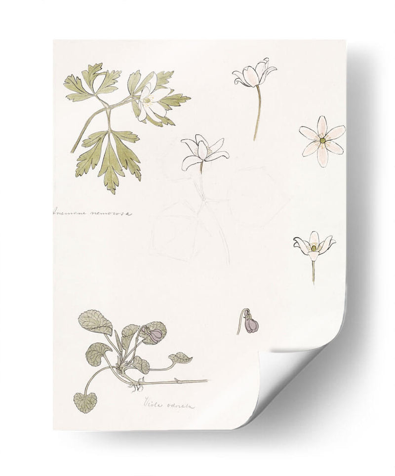 Bocetos de madera, anémona y violeta dulce - Julie de Graag | Cuadro decorativo de Canvas Lab