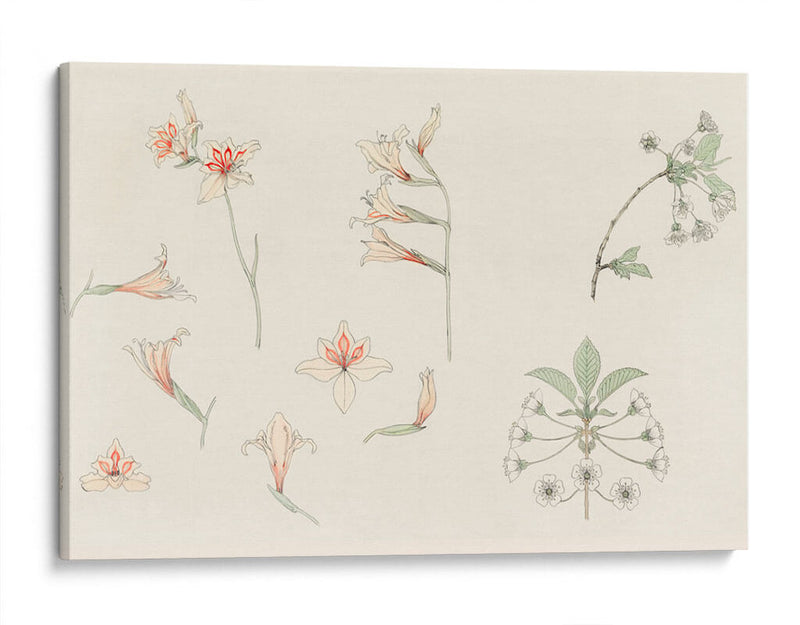 Hoja de estudio con gladiolos y flor de manzano - Julie de Graag | Cuadro decorativo de Canvas Lab