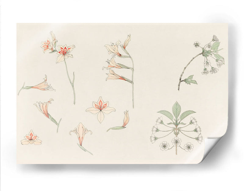 Hoja de estudio con gladiolos y flor de manzano - Julie de Graag | Cuadro decorativo de Canvas Lab