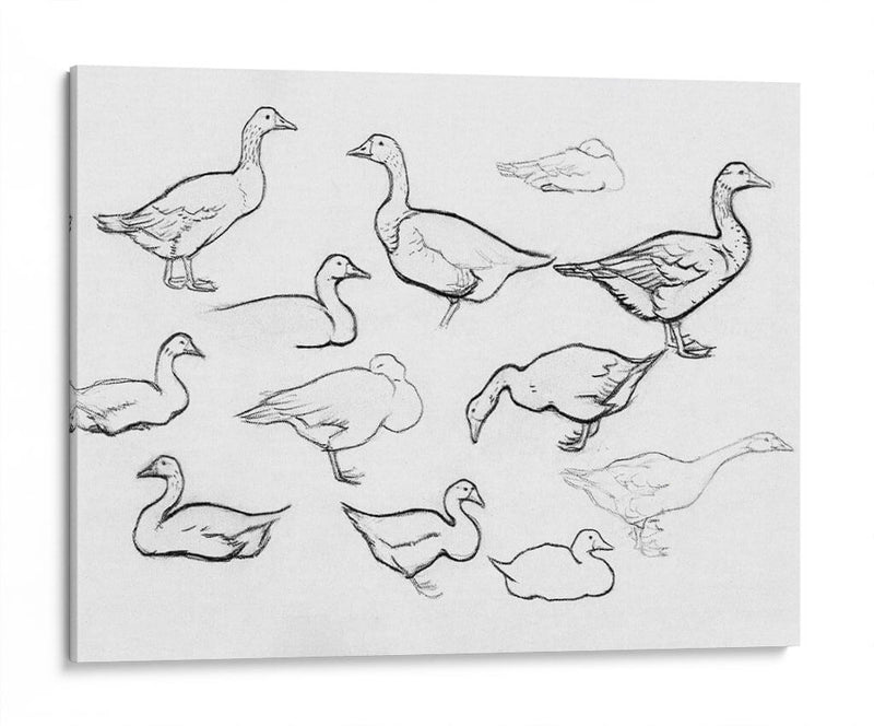 Bosquejo estudio de gansos - Julie de Graag | Cuadro decorativo de Canvas Lab
