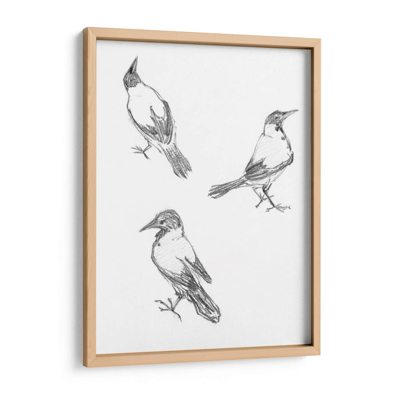 Tres bocetos de un cuervo - Julie de Graag | Cuadro decorativo de Canvas Lab