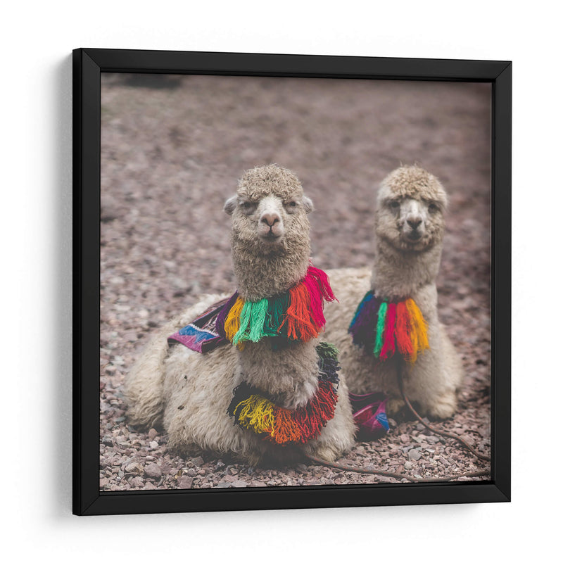 Alpaca - Perú - Emmanuel Ramírez | Cuadro decorativo de Canvas Lab