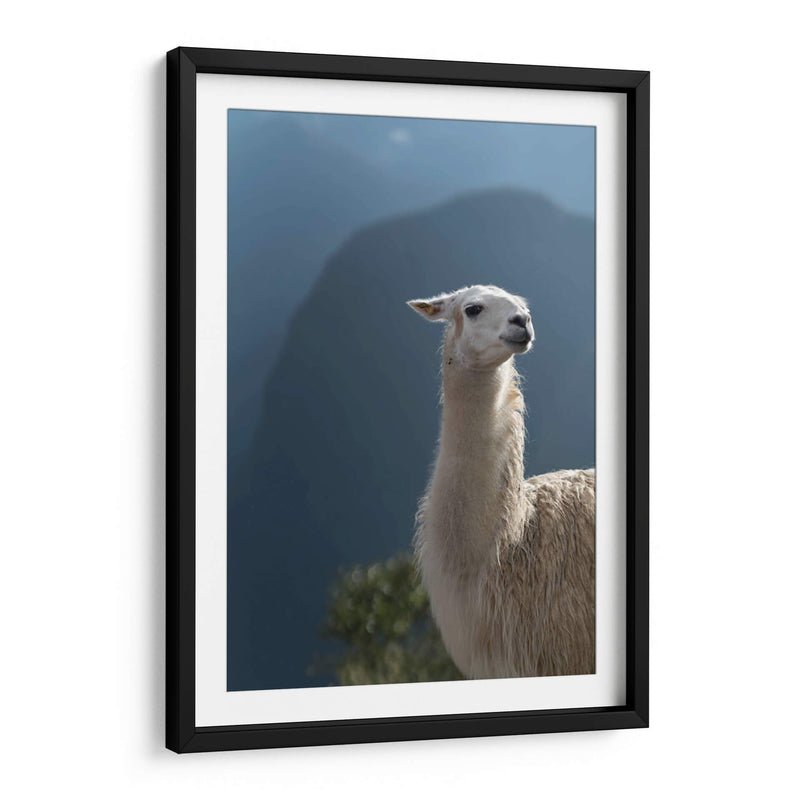 Llama - Perú - Emmanuel Ramírez | Cuadro decorativo de Canvas Lab