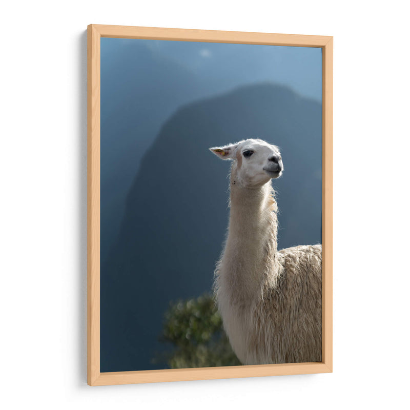 Llama - Perú - Emmanuel Ramírez | Cuadro decorativo de Canvas Lab