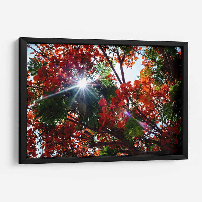 Sun Ray - PhotoVicz | Cuadro decorativo de Canvas Lab