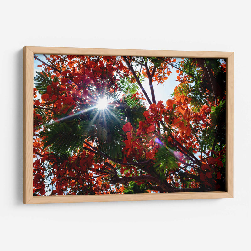 Sun Ray - PhotoVicz | Cuadro decorativo de Canvas Lab