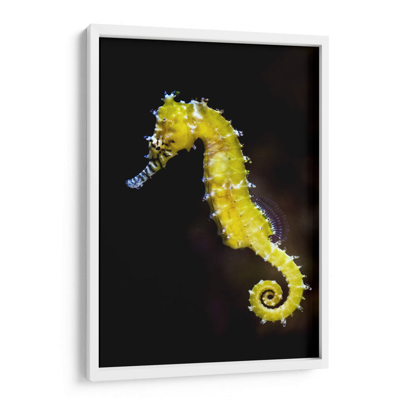 Caballito amarillo | Cuadro decorativo de Canvas Lab