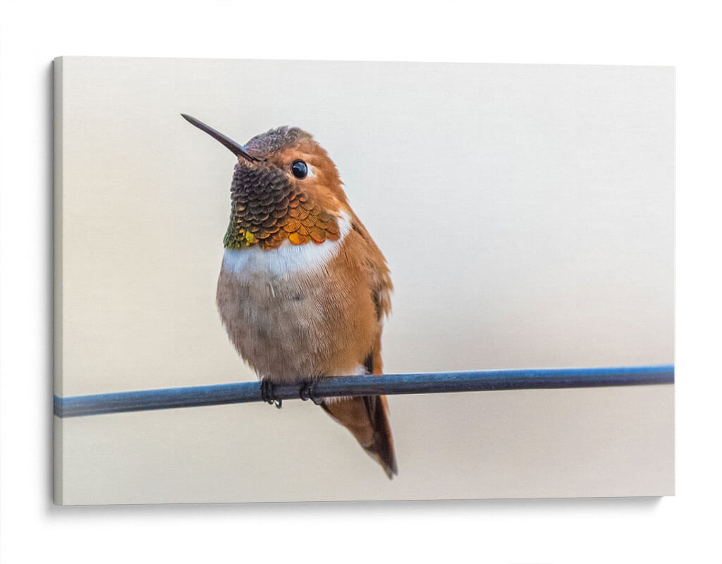 lindo bebé colibrí