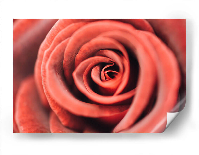 El centro de una rosa | Cuadro decorativo de Canvas Lab