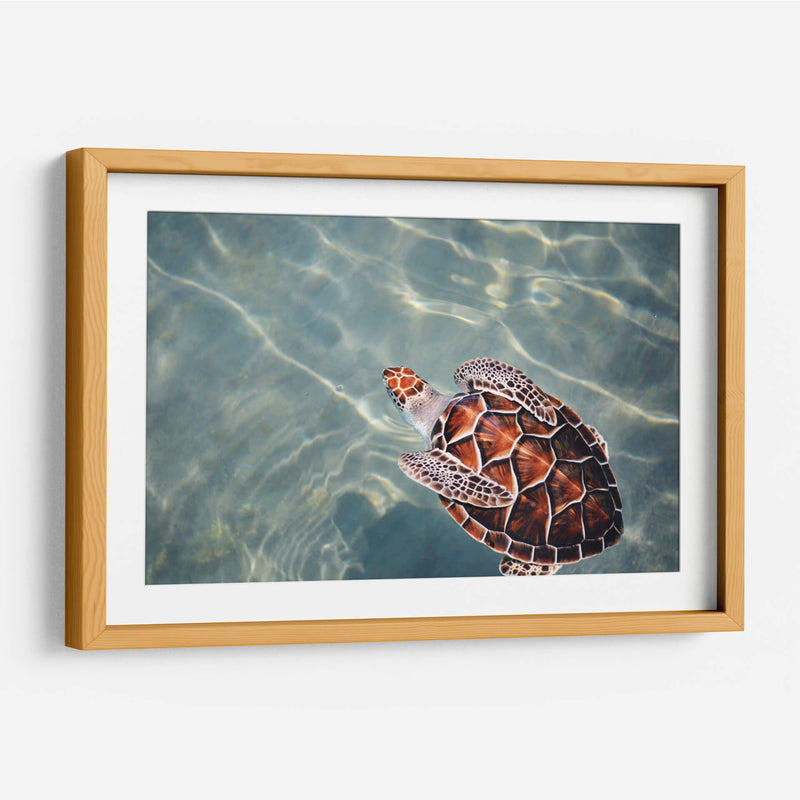 El nado de la tortuga | Cuadro decorativo de Canvas Lab