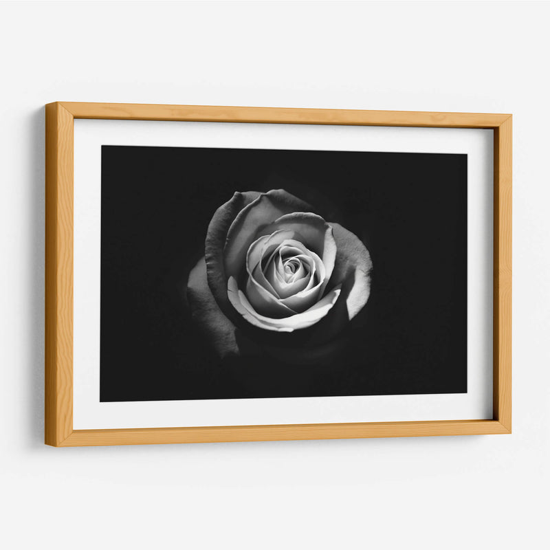 El significado de una rosa | Cuadro decorativo de Canvas Lab
