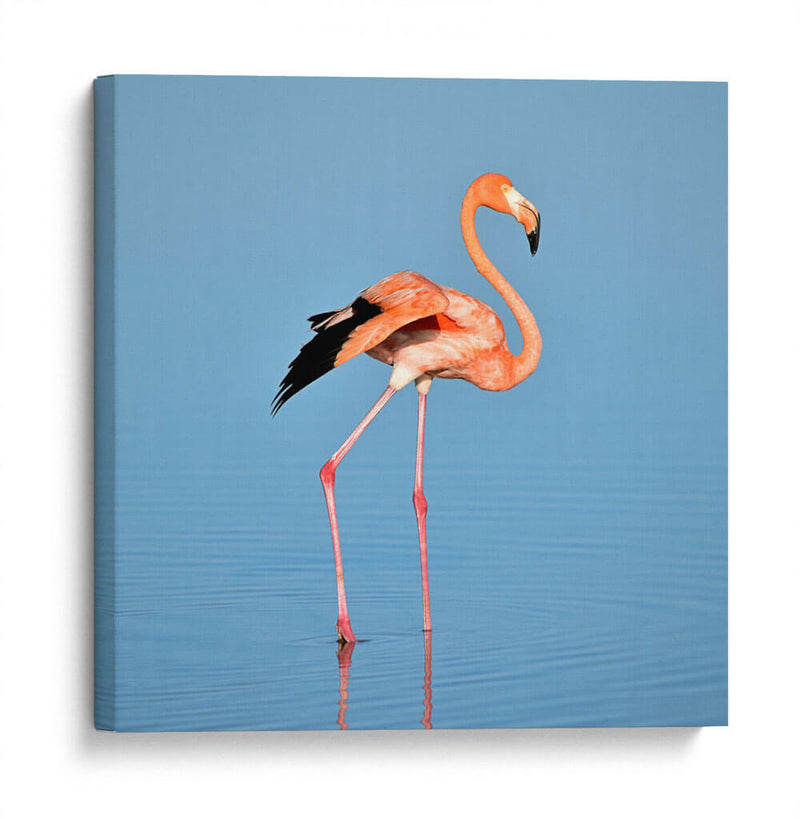 Flamingo solitario | Cuadro decorativo de Canvas Lab