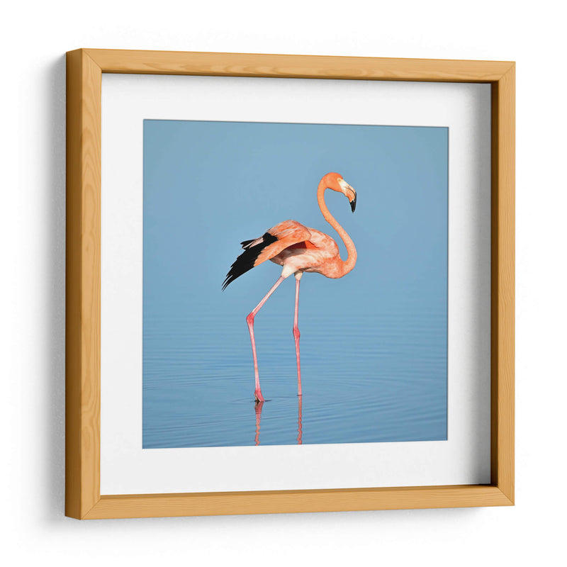 Flamingo solitario | Cuadro decorativo de Canvas Lab