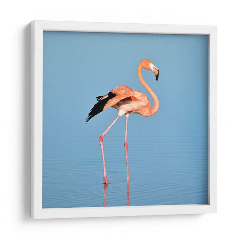 Flamingo solitario | Cuadro decorativo de Canvas Lab