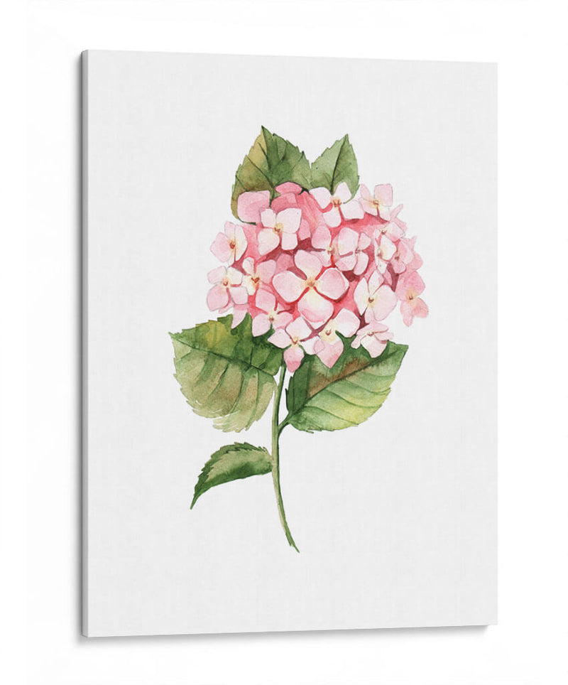 Hortensia rosa de acuarela | Cuadro decorativo de Canvas Lab