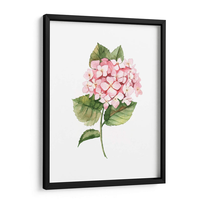 Hortensia rosa de acuarela | Cuadro decorativo de Canvas Lab