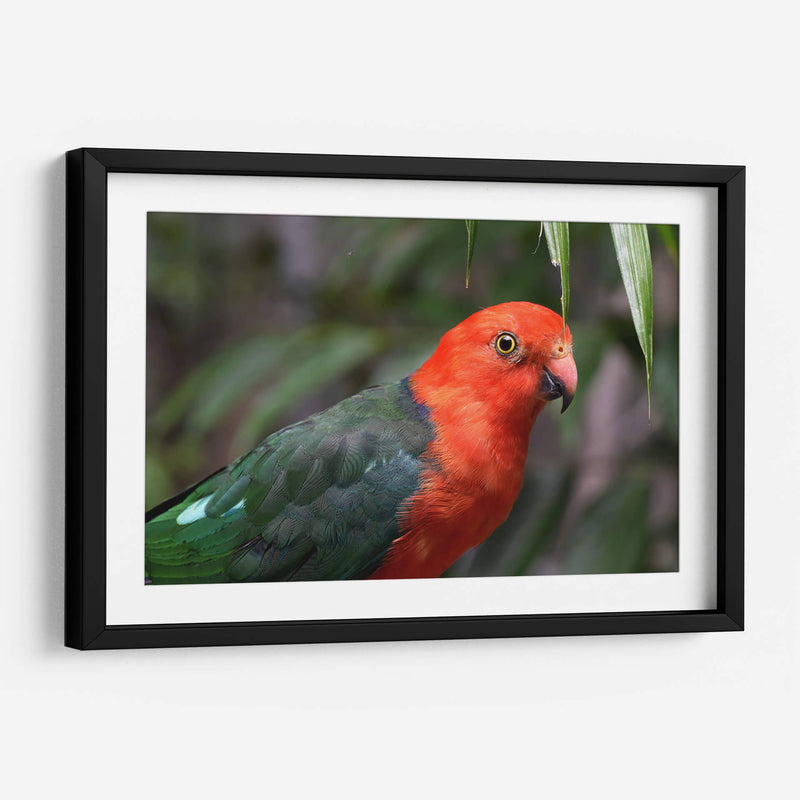 King parrot | Cuadro decorativo de Canvas Lab