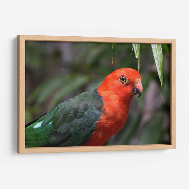 King parrot | Cuadro decorativo de Canvas Lab
