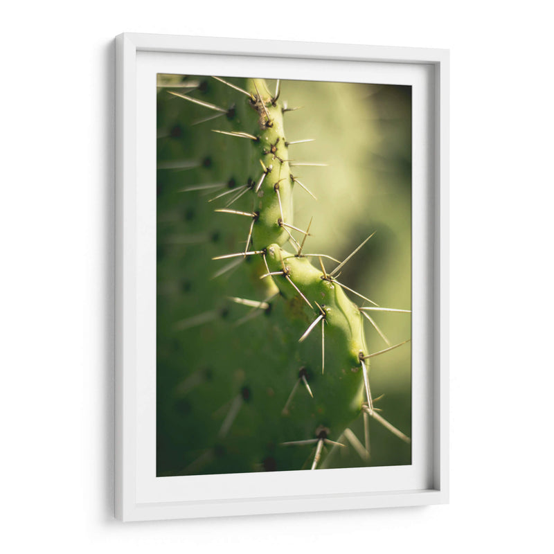 La defensa de un cactus | Cuadro decorativo de Canvas Lab
