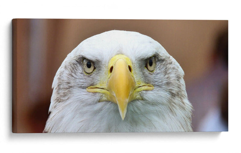 La mirada del águila | Cuadro decorativo de Canvas Lab