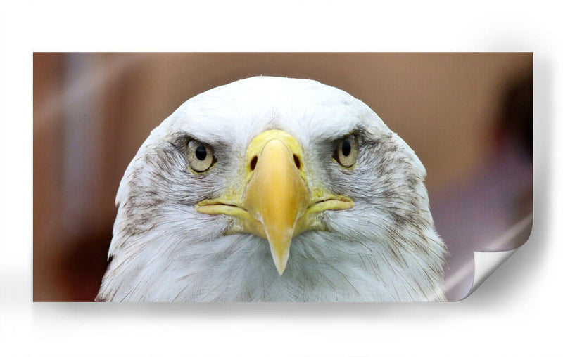 La mirada del águila | Cuadro decorativo de Canvas Lab