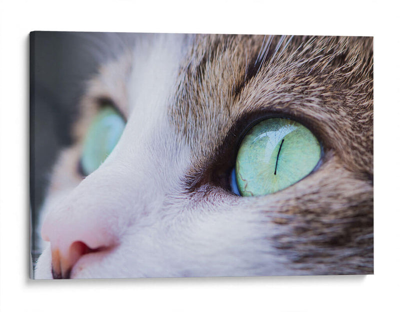 La mirada felina | Cuadro decorativo de Canvas Lab