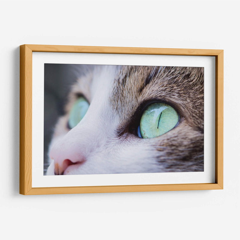 La mirada felina | Cuadro decorativo de Canvas Lab