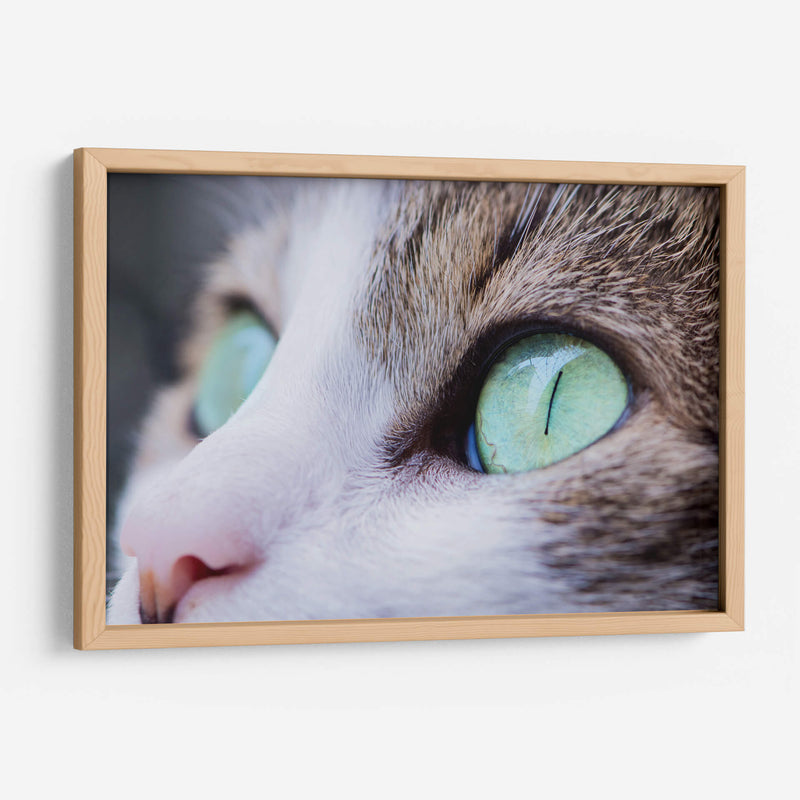 La mirada felina | Cuadro decorativo de Canvas Lab