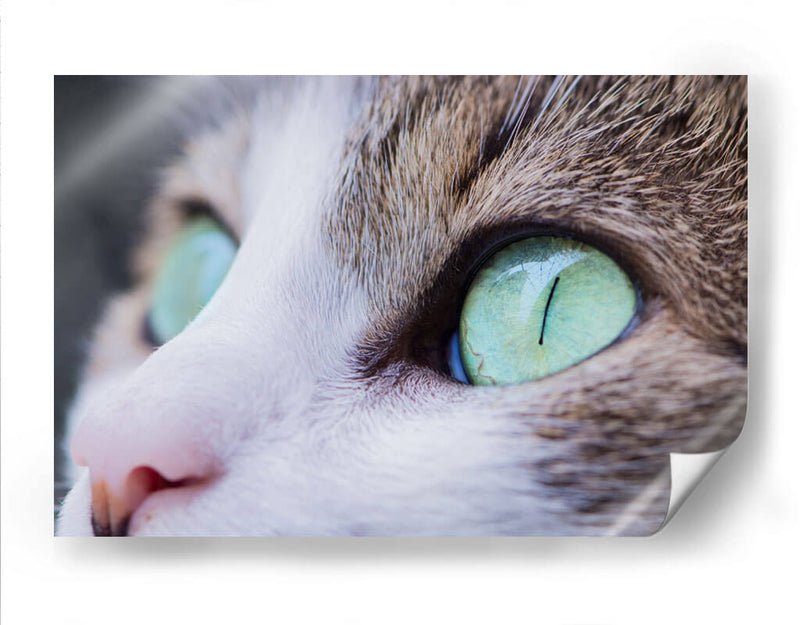 La mirada felina | Cuadro decorativo de Canvas Lab