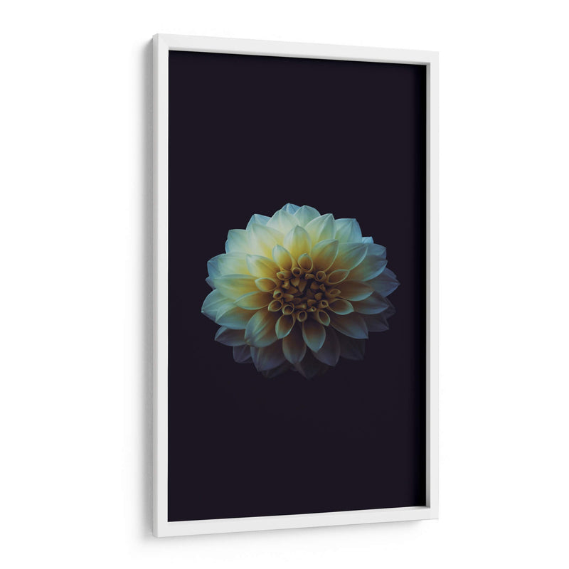La perfección de una flor | Cuadro decorativo de Canvas Lab