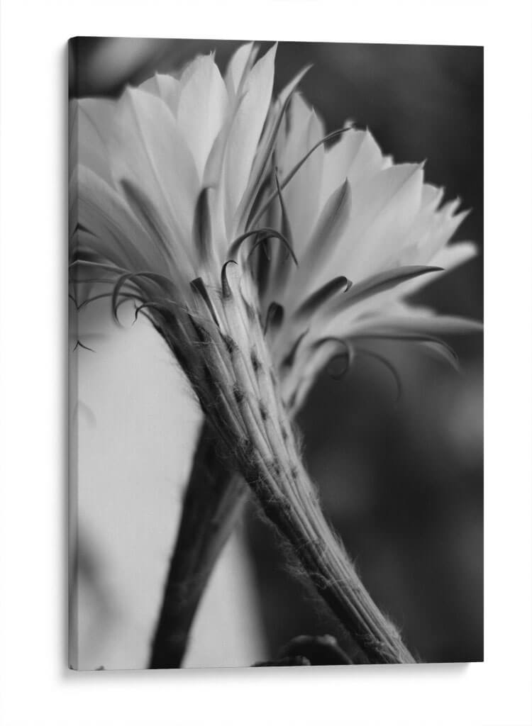 Las flores de un cactus | Cuadro decorativo de Canvas Lab