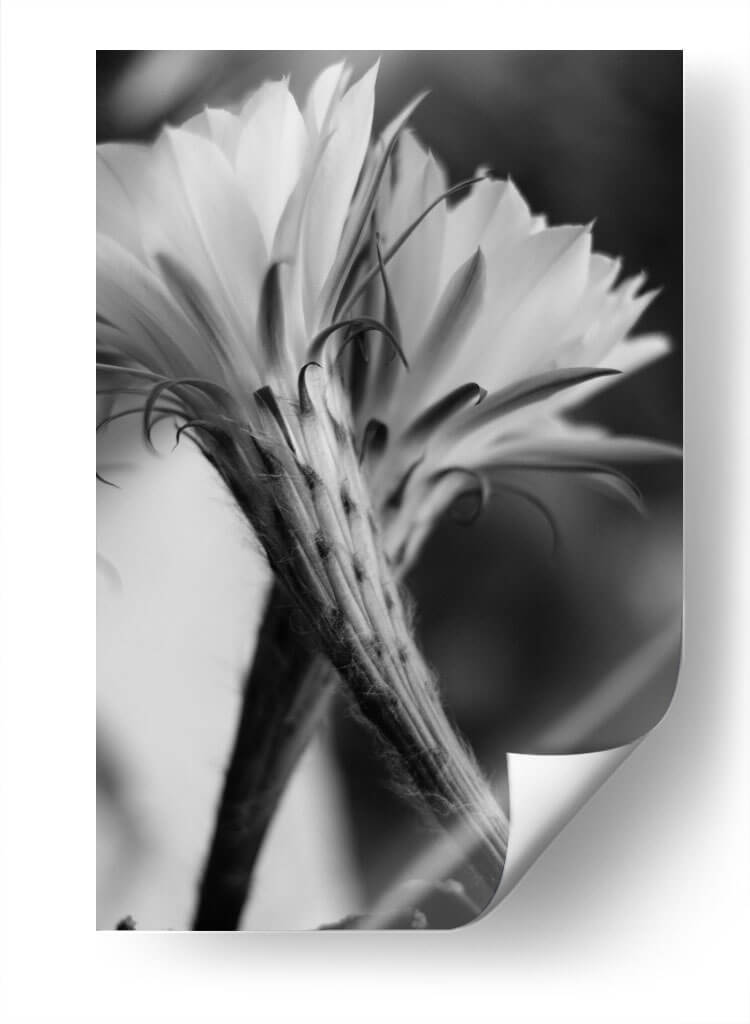 Las flores de un cactus | Cuadro decorativo de Canvas Lab