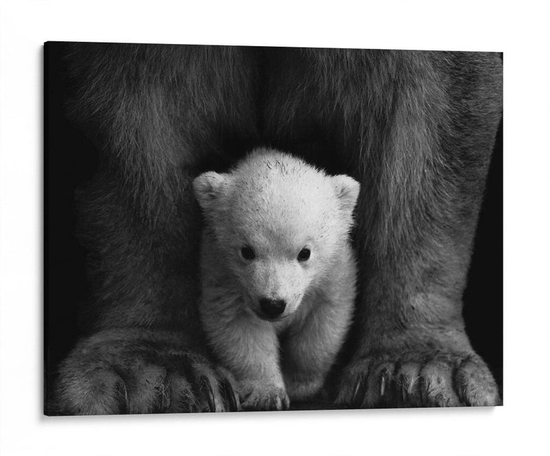 Los principios del oso polar | Cuadro decorativo de Canvas Lab