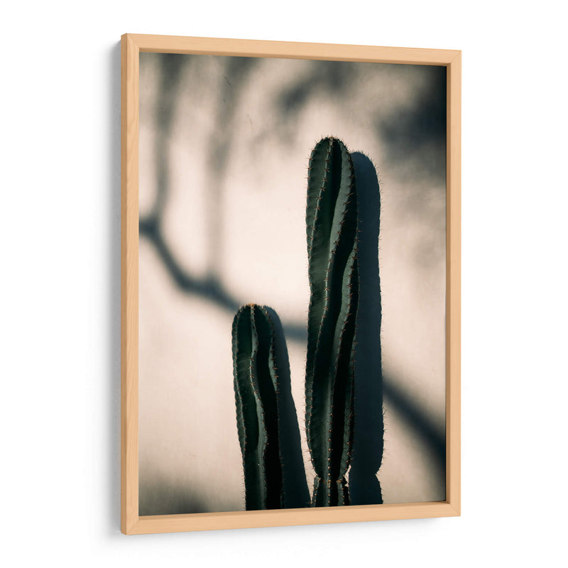 Luz y sombra de cactus | Cuadro decorativo de Canvas Lab