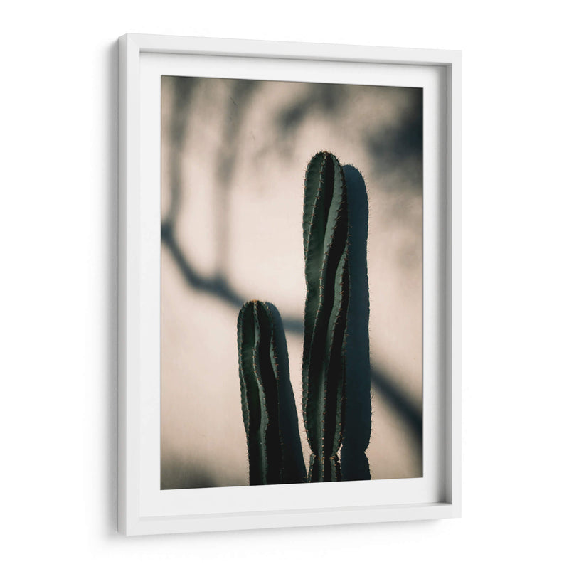 Luz y sombra de cactus | Cuadro decorativo de Canvas Lab