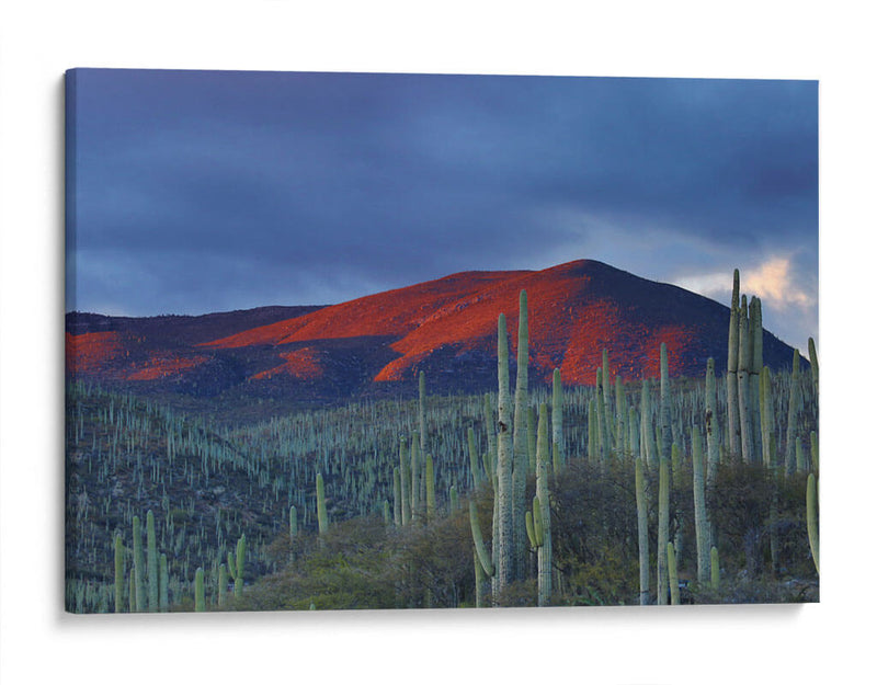 Monte de cactus | Cuadro decorativo de Canvas Lab